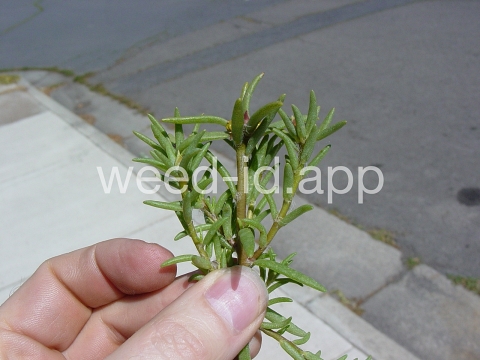 mossrose